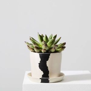 West Elm Planter